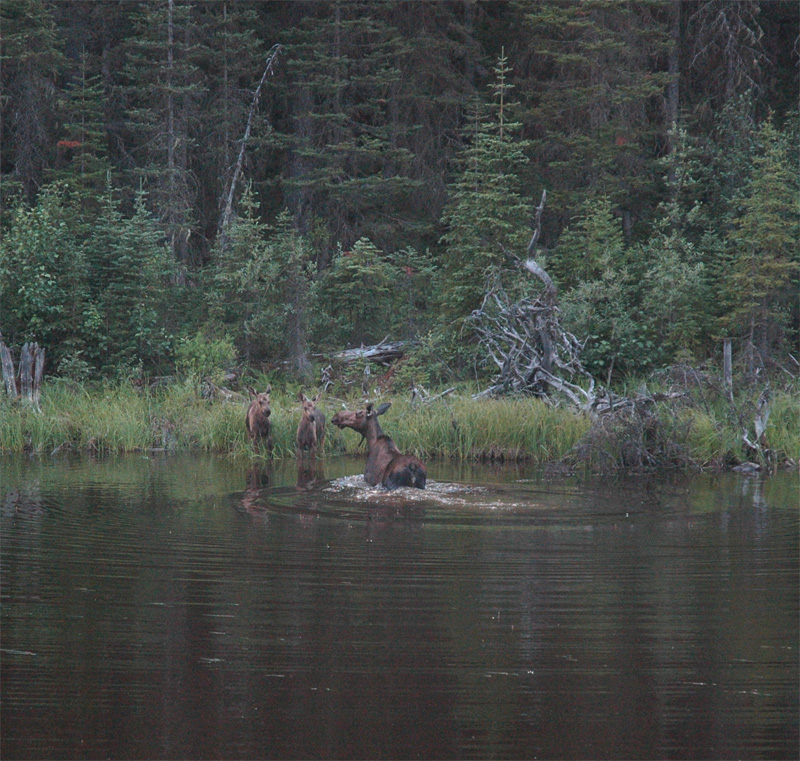 Moose Mama with TWINS, near Wells, BC