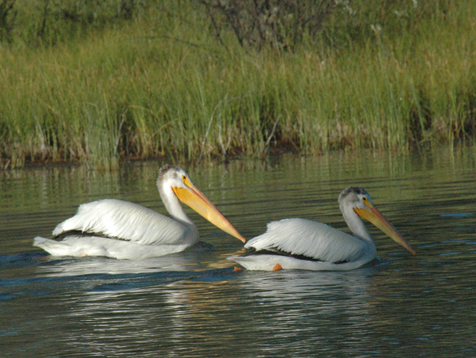 Wild Pelicans on Owen Lake, BC in Morning